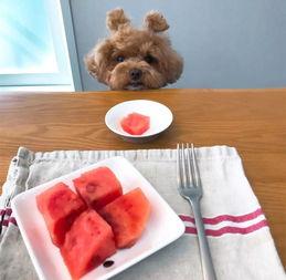 吃瓜泰迪熊,网络红人的崛起与影响力