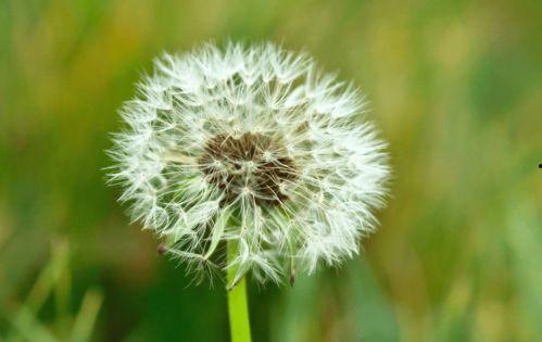 吃瓜直播蒲公英团,吃瓜直播的欢乐盛宴