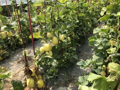 上界首吃瓜,揭秘上界首吃瓜背后的故事与影响