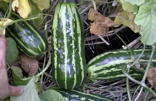 记忆中的吃瓜,揭秘娱乐圈的甜蜜与苦涩