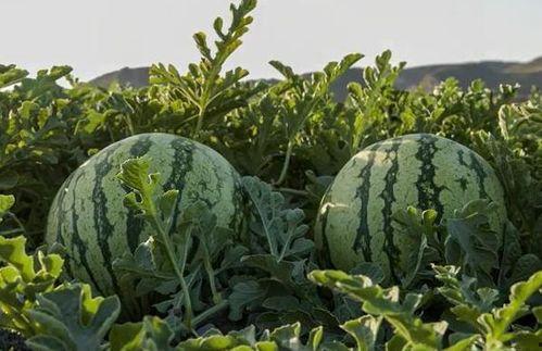 广西网红吃瓜,趣味横生引网友热议