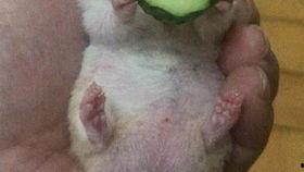 吃瓜老王的视频,一场视频盛宴背后的故事