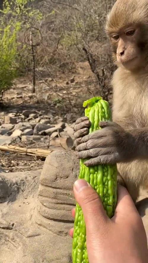 吃瓜主播猴子,揭秘娱乐圈幕后故事