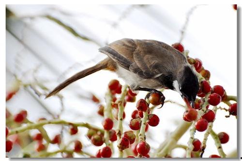 早起鸟儿有瓜吃,揭秘成功者的清晨法则