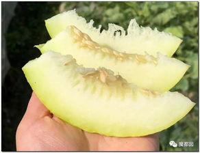 婆手瓜怎么吃,探索家常美味新选择