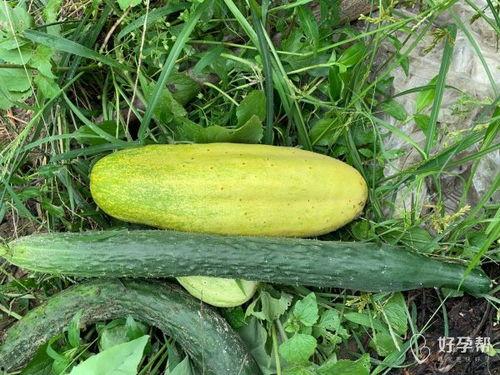 婆手瓜怎么吃,探索家常美味新选择