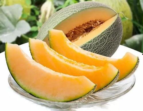 外地人吃瓜州的瓜,尽享丰收喜悦