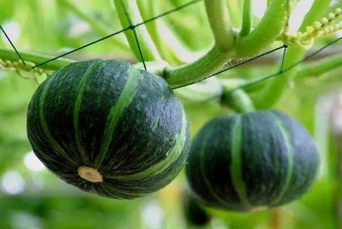 新乐最近吃瓜新闻事件,揭秘近期热议事件背后的真相