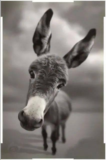 驴吃瓜视频大全,趣味横生的动物搞笑瞬间集锦