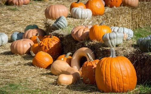 马道吃瓜,揭秘娱乐圈背后的秘密与真相