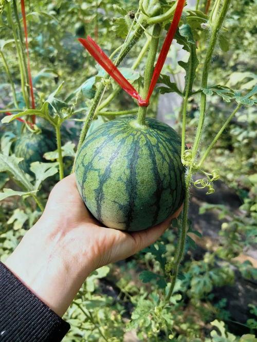 马道吃瓜,揭秘娱乐圈背后的秘密与真相